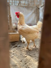 chicken eating food in the coop