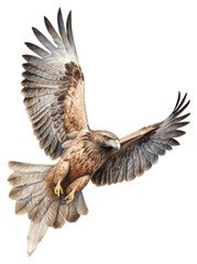 Fototapeta premium PNG Bird flying buzzard vulture.