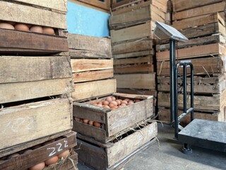 stacked of eggs in boxes and big scales