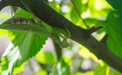 Close-up of a mantis sitting on the bottom of a branch. A mantis hides behind a tree branch