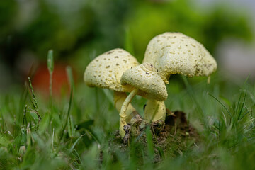 Fototapeta premium Morgan parasol mushroom (Lepiota morgana)