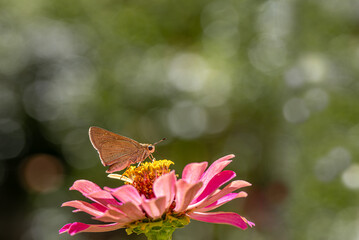 White-Freckled Black Hopper Butterfly (Pelopidas thrax)