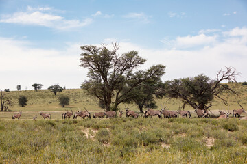 Baby of Common african antelope Gemsbok, Oryx gazella in Kalahari after rain season with green grass. Kgalagadi Transfrontier Park, South Africa wildlife safari