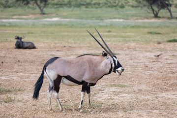 Baby of Common african antelope Gemsbok, Oryx gazella in Kalahari after rain season with green...