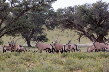 Baby of Common african antelope Gemsbok, Oryx gazella in Kalahari after rain season with green grass. Kgalagadi Transfrontier Park, South Africa wildlife safari