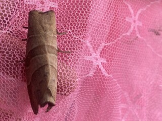 sutterfly,bug,moth,yellw,insect colorful