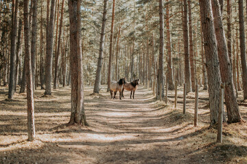 Semi-wild konik polski horses in the forest at sunny spring day © Julija