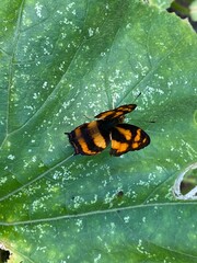 sutterfly,bug,moth,yellw,insect colorful