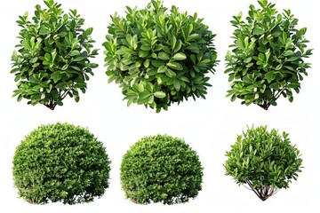 Obraz premium Four different tree species, outdoors