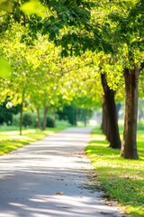 Obraz premium A tranquil pathway lined with lush trees in a serene park during a sunny afternoon