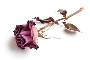 A single dried rose placed on a white surface