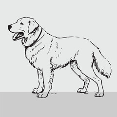 Hand-Drawn Dog Sketch: A simple yet expressive sketch of a dog, captured in a classic side profile. The dog's fur is rendered with delicate lines, emphasizing its sleek form and gentle nature.