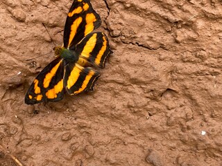 white,goat ,animal,domestic,baby.