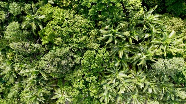 Green tree background. landscape view nature forest sunshine morning. Aerial view drone jugle spring tree High angle shot.