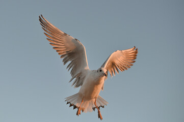 Seagull in flight during sunset