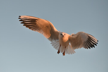 Seagull in flight during sunset