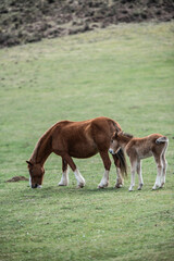 Pottok au Pays Basque