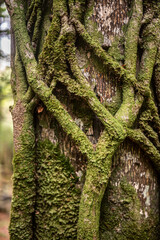 Enchevêtrement de lianes 