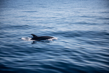 Fototapeta premium Dauphin dans l'Océan Atlantique