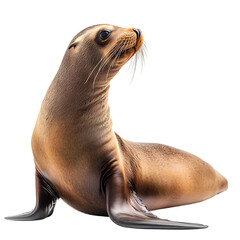 Obraz premium A majestic seal resting on the shore, showcasing its smooth fur and playful demeanor in a beautiful marine environment.