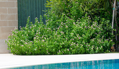 Blooming flowers decorating a swimming pool in a garden