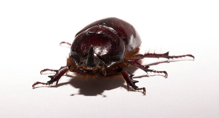 European rhinoceros beetle (Oryctes nasicornis) is a large flying beetle belonging to the subfamily Dynastinae. Imago, a male insect.