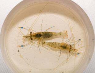 Palaemon elegans sometimes known by the common name rockpool shrimp, is a species shrimp of the family Palaemonidae.