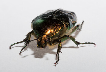 Cetonia aurata, called the rose chafer or the green rose chafer.