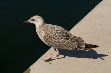 European herring gull (Larus argentatus). A young waterfowl on the sand by the sea. The chick.
