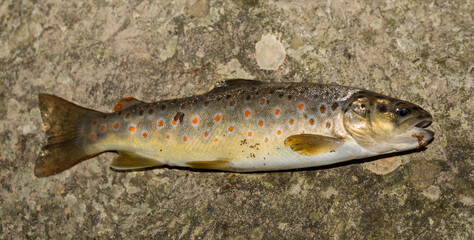 The Black Sea salmon. Salmo trutta labrax