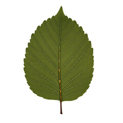 Obraz premium Green Tree Leaf Isolated