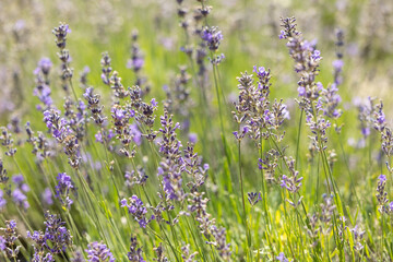 Branches of blooming lavender against the background of a green field