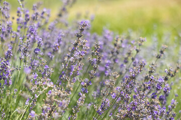 Naklejka premium Purple lavender branches in a lavender field