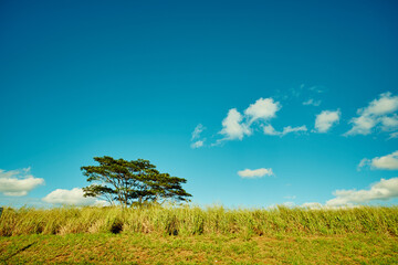 Fototapeta premium Tree, blue sky and countryside with nature, environment and tourism with plants, woods and eco friendly. Empty, autumn and leafs with landscape, ecology and field with conservation, travel and grass