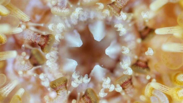 Mouthparts of sea urchin strongylocentrotus pallidus under a microscope, phylum Echinodermata. The movement of teeth that grind food is visible. White Sea