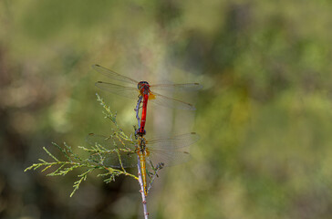 Dragonfly - (Anisoptera) insect. The mating moment of dragonflies.