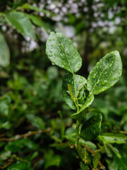 close up of kaffir lime leaves with water droplets in the rainy season