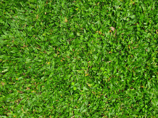 Top view green nature grass background