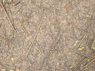 Small tree roots on dry ground
