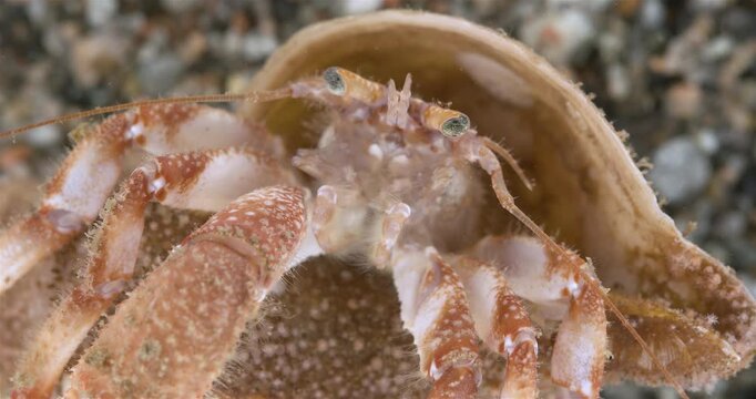 Hermit crab Pagurus pubescens close-up, Decapoda order. White Sea
