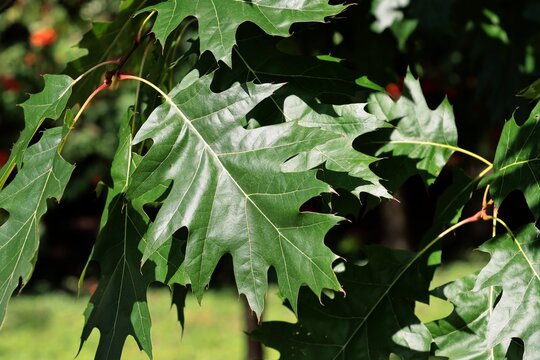 green leaves of oak tree close up