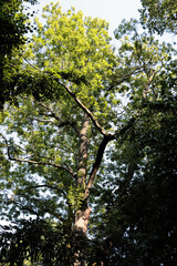 various deciduous trees i nature