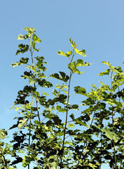 twigs of Mulberry tree - morrow twigs