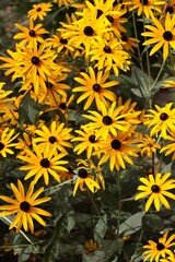 yellow flowers of rudbeckie in a garden