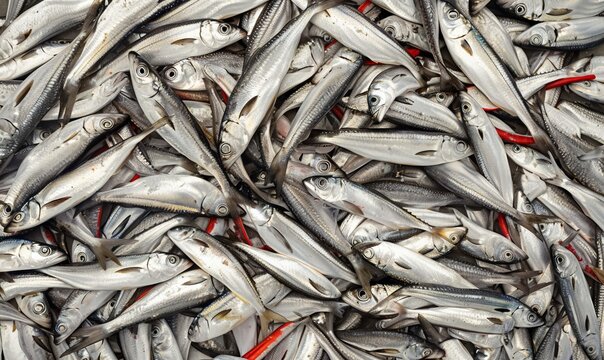pile of freshly caught silver fish on ice at the market, texture of seafood background, freshness and the ocean's bounty creative backdrop