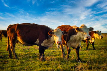 A group of cows peacefully rests on a lush green meadow, basking in the warmth of the golden...