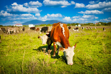 A group of cows peacefully rests on a lush green meadow, basking in the warmth of the golden afternoon sun.