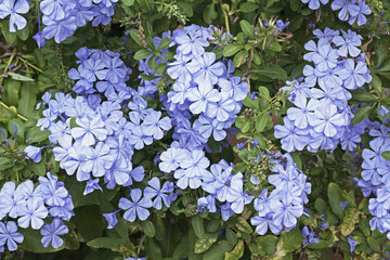 plant of blue blumbago or cape leadwort in full bloom