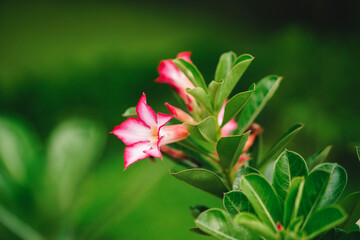 A close-up photo of a beautiful pink Adenium Obesum flower, commonly known as a Desert Rose, showcasing its delicate petals and vibrant colors against a lush green background.