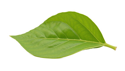 Obraz premium Leaf isolated as an transparent PNG file with high resolution detail